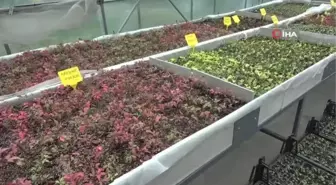 Seralar hem belediyenin hem de vatandaşın ihtiyacını karşılıyor