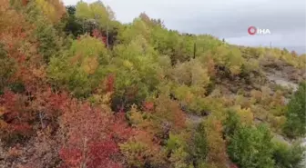 Kop Dağı'nda renk cümbüşü