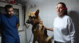 2,5 aydır kayıp köpeği, mikroçip sayesinde bulundu
