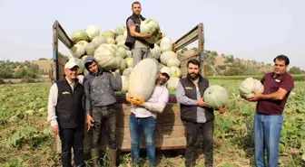 Damakları tatlandıran balkabağının tarladan sofraya yolculuğu başladı