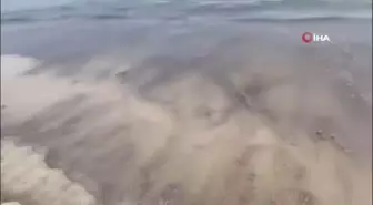 Meksika'da petrol sızıntısı: 8 kilometrelik sahil şeridi kirlendi