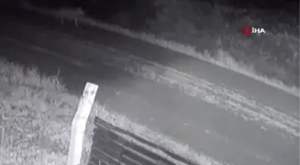 Aç kalan kurtlar köye indi... O anlar kamerada