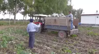 Afyonkarahisar'da 'bal kabağı' hasadı yapılıyor