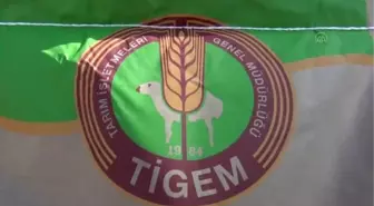 Beypazarı ilçesinde çiftçilere buğday tohumu dağıtıldı