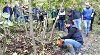 Fındıkta doğru budama verim ve kaliteyi artırıyor