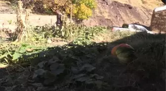 Hakkarili çiftçi bahçesinde yaklaşık 100 kilogramlık bal kabağı yetiştirdi