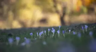 Kışın habercisi vargitler Munzur Vadisi'ne renk kattı