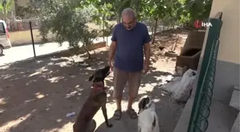 Köpek ile keçinin dostluğu