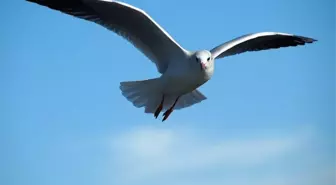 Rüyada uçmak ne anlama gelir? Rüyada kendi uçtuğunu görmek neye işarettir?