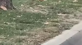 Son dakika haberleri! SARIYER'DE OTOMOBİLİN ÇARPTIĞI KADIN HAYATINI KAYBETTİ
