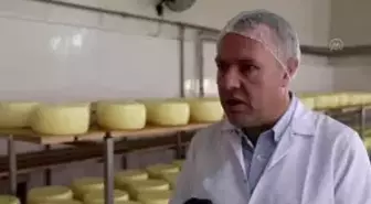 ŞEHİRLERİN LEZZET REKABETİ - Trakyalı ve Karslı kaşar üreticileri rekabette