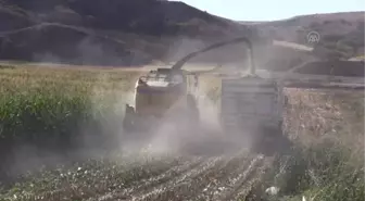Silajlık mısırdan 600 tona yakın rekolte bekleniyor