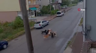 Son dakika haber! Sokak köpekleri saldırısına maruz kalan kadın yetkililere seslendi: 'Hayatımız kısıtlanmasın'