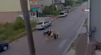 Son dakika haber! Sokak köpekleri saldırısına maruz kalan kadın yetkililere seslendi: 'Hayatımız kısıtlanmasın'