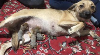 YAVRU SİNCAPLARA, KÖPEK ZEYNA ANNELİK YAPIYOR