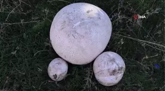 Yürüyüş yaparken 9 kiloluk mantar buldu