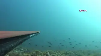 1 METRELİK LİÇA BALIĞI SÜRÜSÜYLE KARŞILAŞTIĞI ANLARI SU ALTI KAMERASIYLA KAYDETTİ