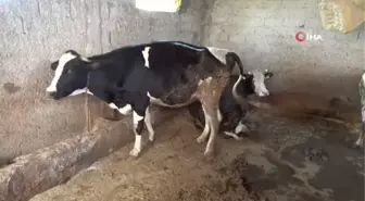Ahıra süt sağmaya giden kız akıma kapılarak hayatını kaybetti