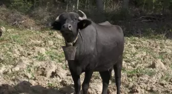 Girdi Fiyatları, Daralan Mera Alanları Manda Yetiştiricilerini Vurdu.