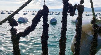 Karadeniz'de ilk defa midye yetiştiriciliği Sinop'ta başladı