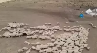 ŞEHİRLERİN LEZZET REKABETİ - Erzincanlılar ve Karamanlılar tulum peynirlerinin lezzetiyle övünüyor