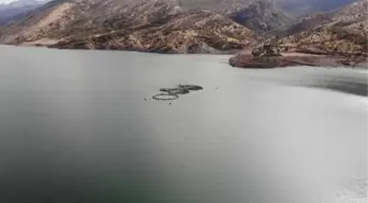 Uludere Barajı'na alabalık kafesi kuruldu