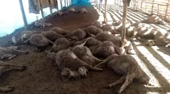 Ağıla giren kurt sürüsü, 42 koyunu telef etti