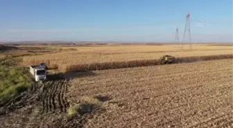 Diyarbakır'da bu sezon 253 bin ton mısır üretilmesi bekleniyor