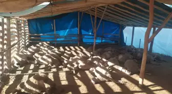 Malatya'da kurt sürüsü 42 küçükbaş hayvanı telef etti