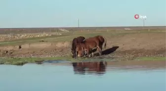 Kars'ta yılkı atları doğal ortamında görüntülendi