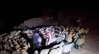 Elazığ'da jandarma kaybolan hayvanları dron ile buldu