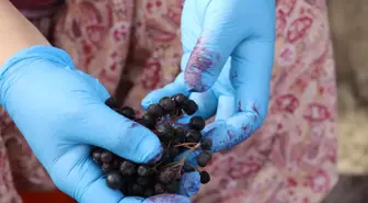 Ürettikleri 'Aronyalı üzüm suyu'nu satışa sunmaya hazırlanıyorlar