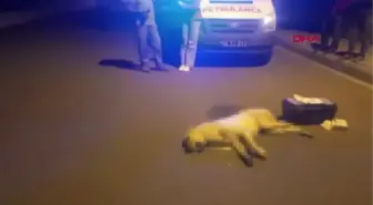 BODRUM'DA ÖLEN 3 KÖPEĞİN ZEHİRLENDİĞİ İDDİASIYLA SAVCILIK SORUŞTURMA BAŞLATTI