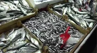 Karadeniz hamsisi tezgahlarda yerini almayı bekliyor