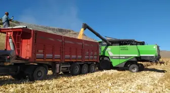Kulu'da dane mısır hasadına başlandı