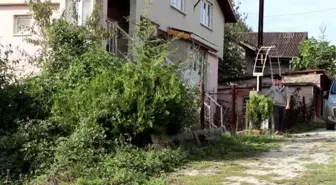 KIRKLARELİ - Lise öğrencisi evinde çoğalttığı karınca kolonilerini doğaya salıyor