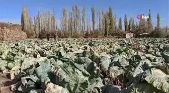 Dev lahanalar görenleri şaşkına çeviriyor