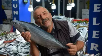 Sinop'ta 5-7 kilogram arası torikler 700 TL
