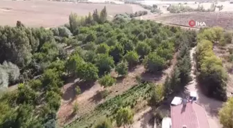 İç Anadolu Bölgesi seracılık ve gıda üretimde üs bölgesi haline gelecek