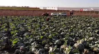 Kışlık lahanaların toprak mesaisi sona erdi