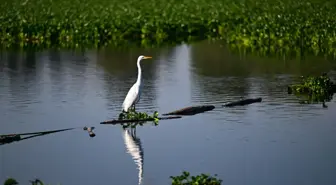 Meksika'daki Ekolojik Parkta Bir Ak Balıkçıl