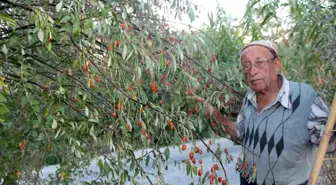 Şifa kaynağı iğdenin hem tüketimi hem de ağaç sayısı azalıyor