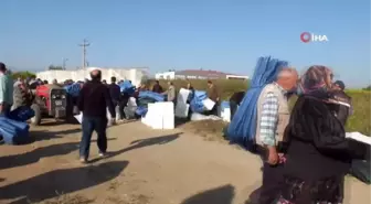 Balıkesir'de Büyükşehir'den zeytin üreticilerine tente ve zeytin kasası desteği