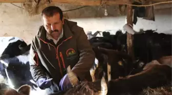 Teknelerle Mada Adası'na ulaşıp, hayvanları aşıladılar