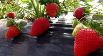 Vali hanım çileğinden 33 milyon TL gelir