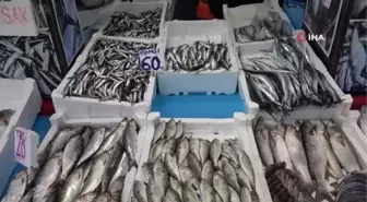 Palamut avı azalışa geçti, hamsi bekleniyor