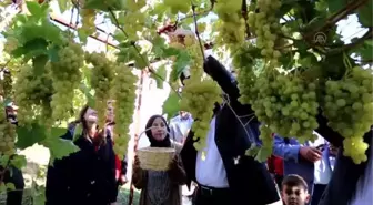 Seydikemer'de '6. Bağbozumu Şenliği' yapıldı