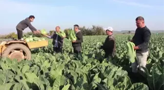 Bafra Ovası'nda 60 bin ton karnabahar rekoltesi bekleniyor