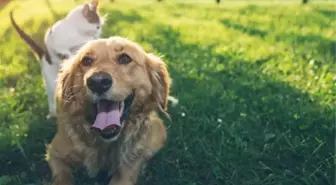 Trabzon'da sahipli köpekler için alınan karara hayvanseverlerden tepki