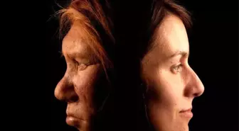 Neandertallerin sonunu şiddet mi getirdi, seks mi?